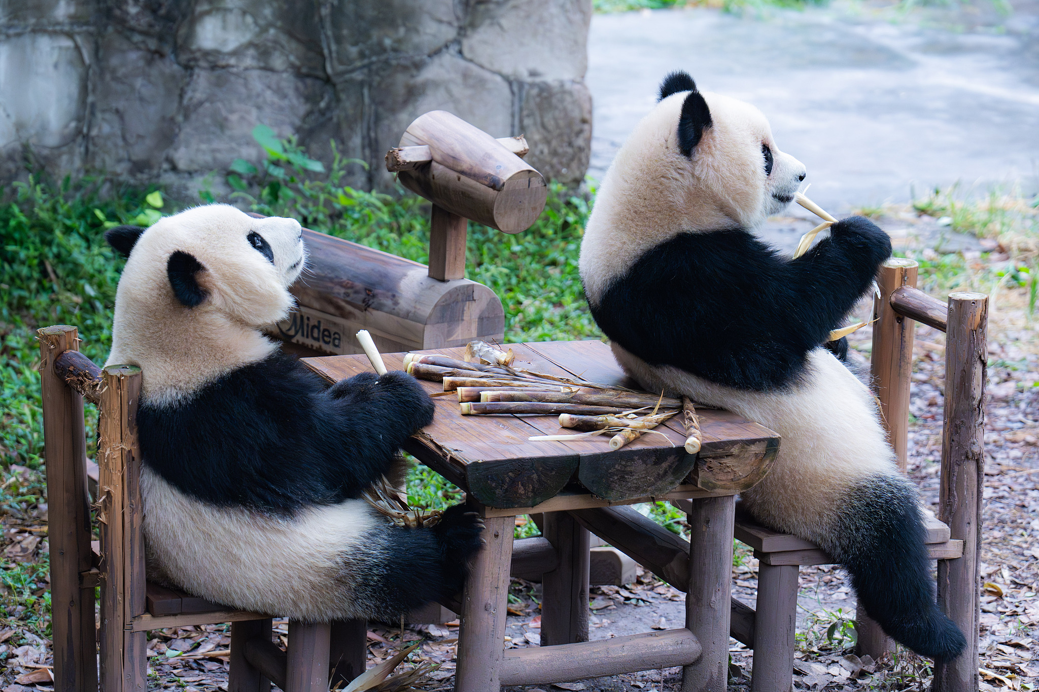 Giant panda twins Yu Ke and Yu Ai are seen at Chongqing Zoo on October 6, 2024. /CFP