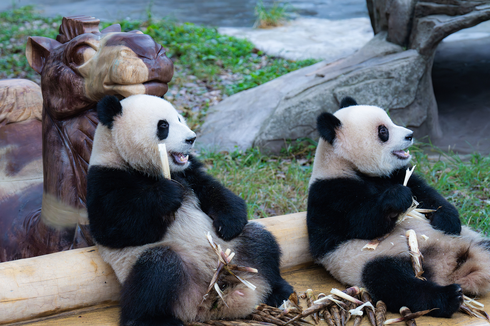 Giant panda twins Yu Ke and Yu Ai are seen at Chongqing Zoo on October 6, 2024. /CFP