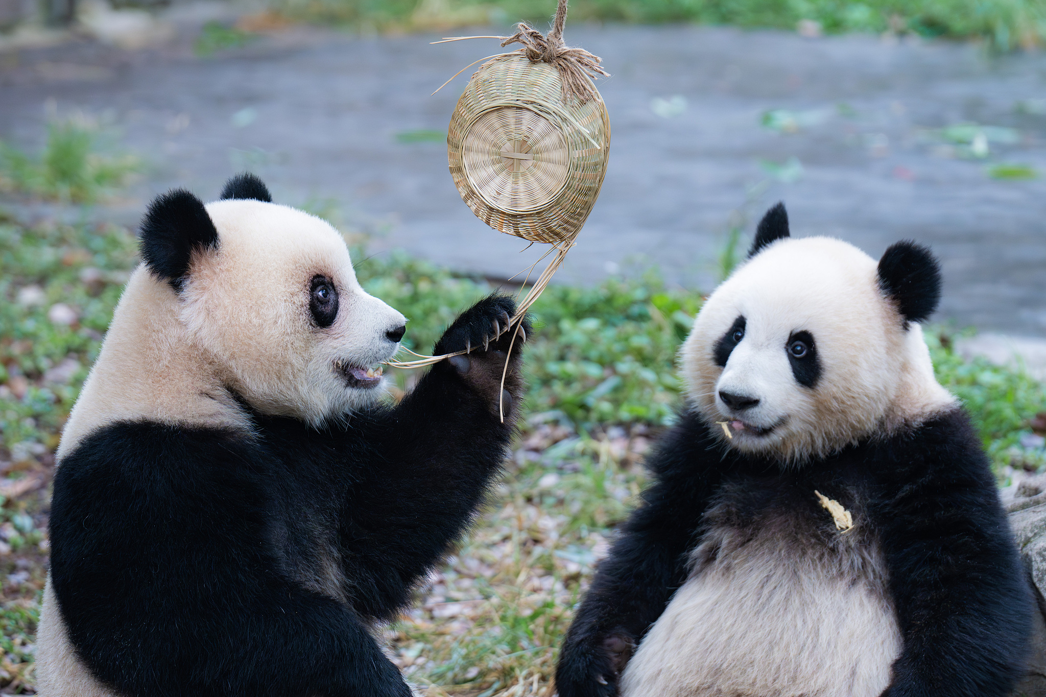 Giant panda twins Yu Ke and Yu Ai are seen at Chongqing Zoo on October 6, 2024. /CFP