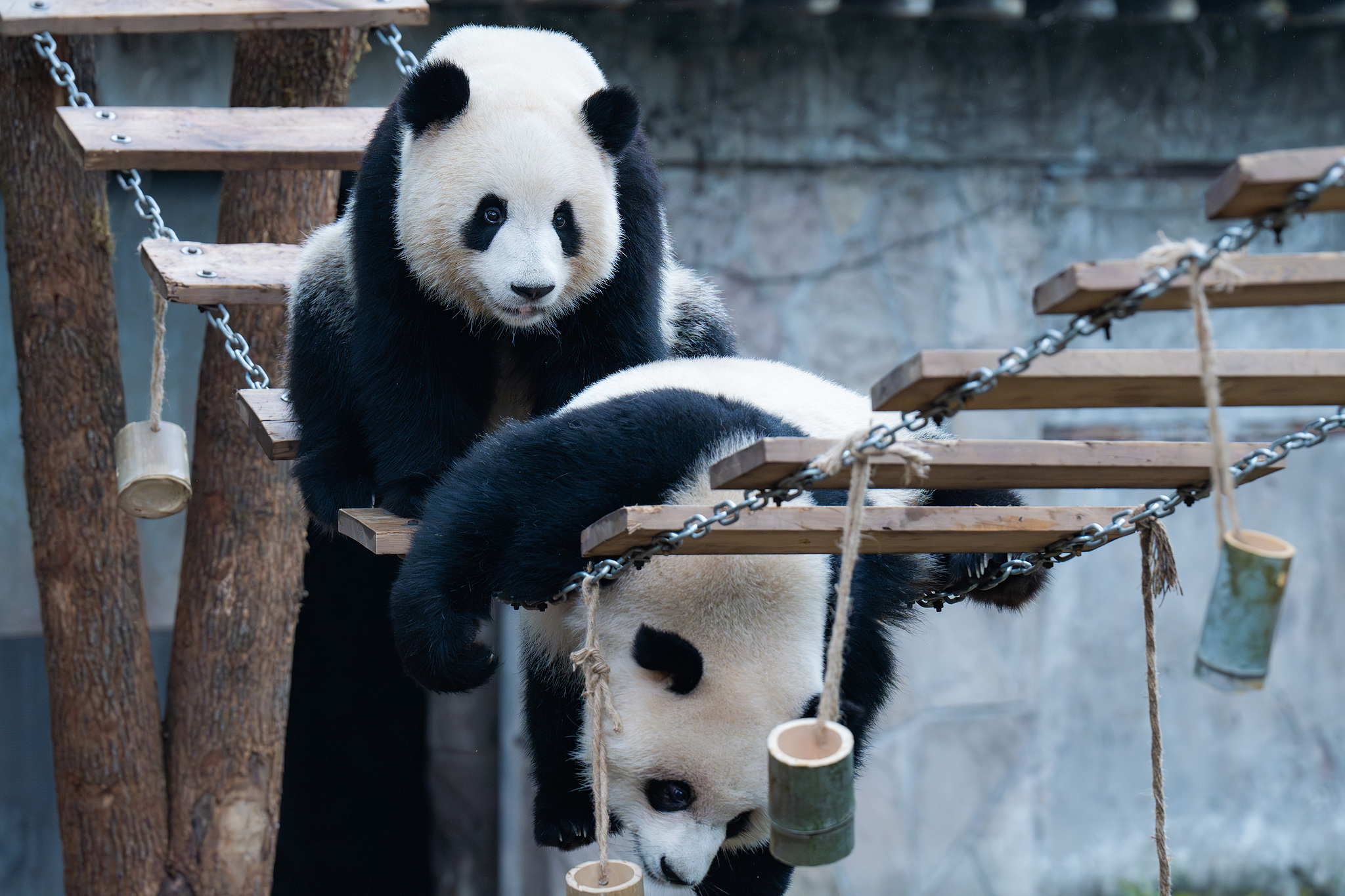 Giant panda twins Yu Ke and Yu Ai are seen at Chongqing Zoo on October 6, 2024. /CFP