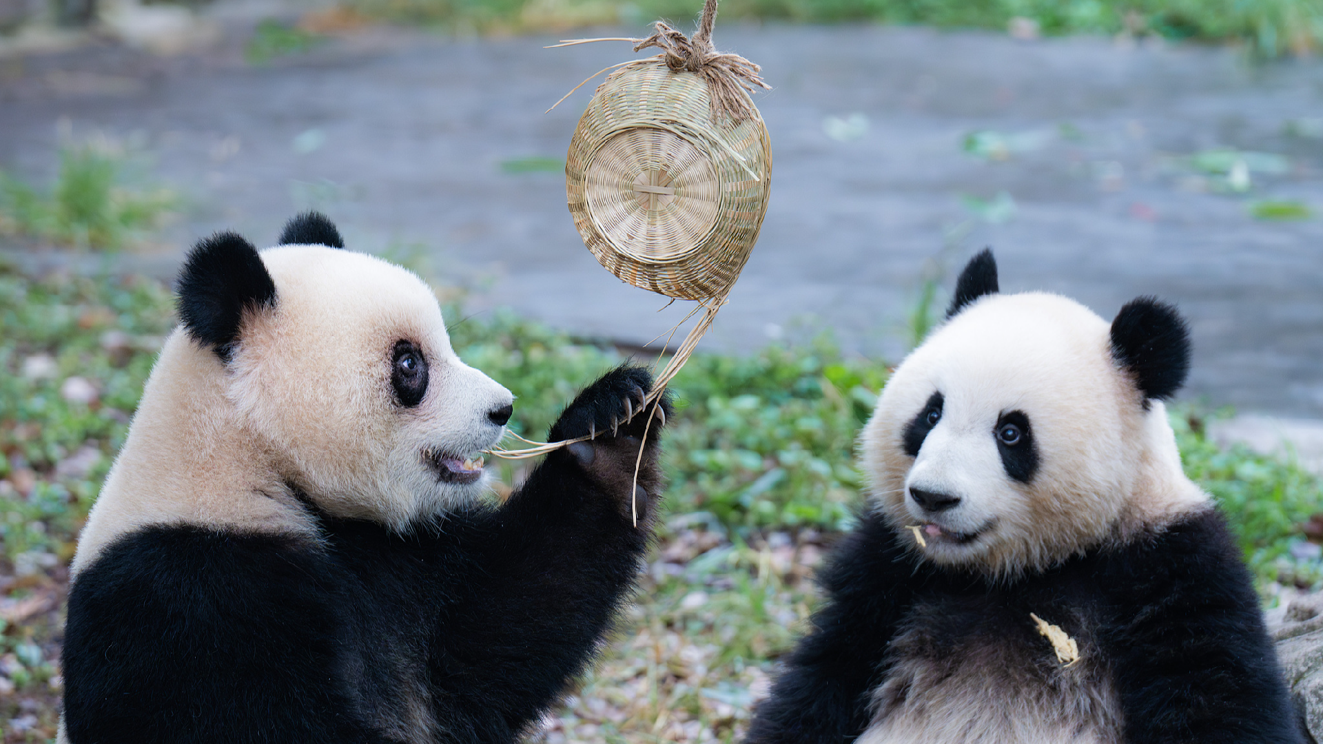 Panda twins at Chongqing Zoo charm fans