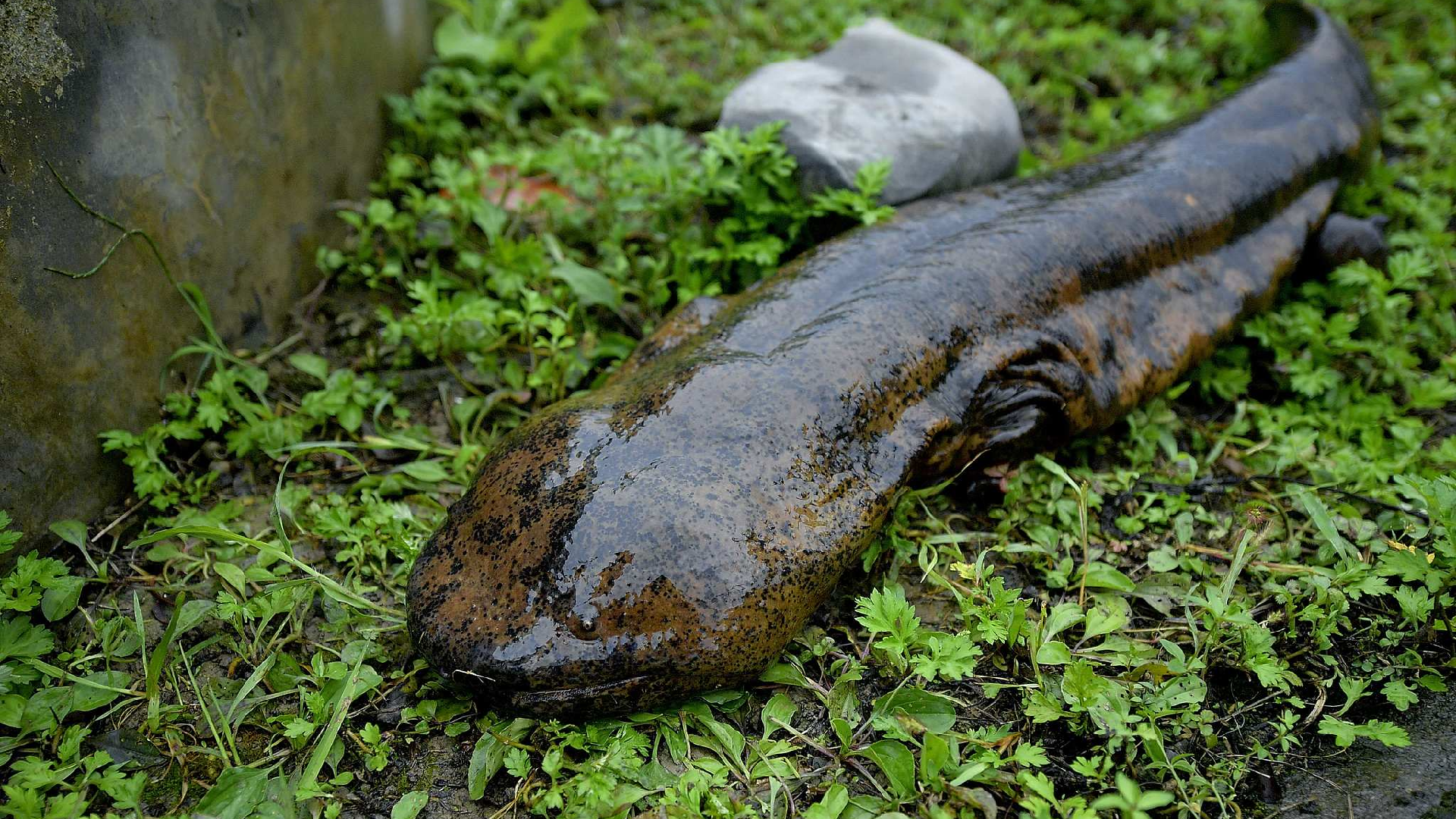 Research reveals nine critically endangered salamander species in China