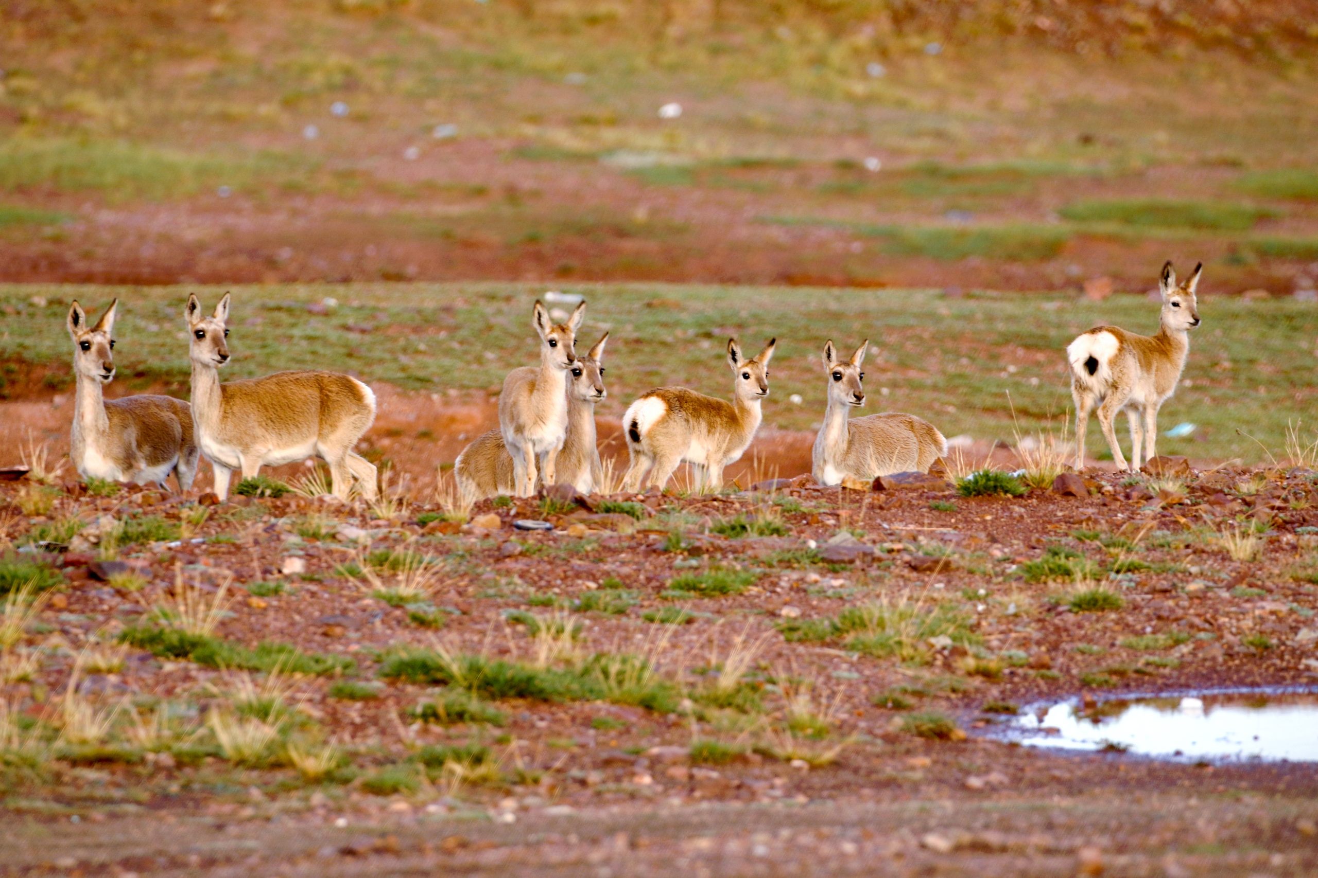 A group of Tibetan antelopes rest at Sanjiangyuan National Park in northwest China's Qinghai Province. /IC