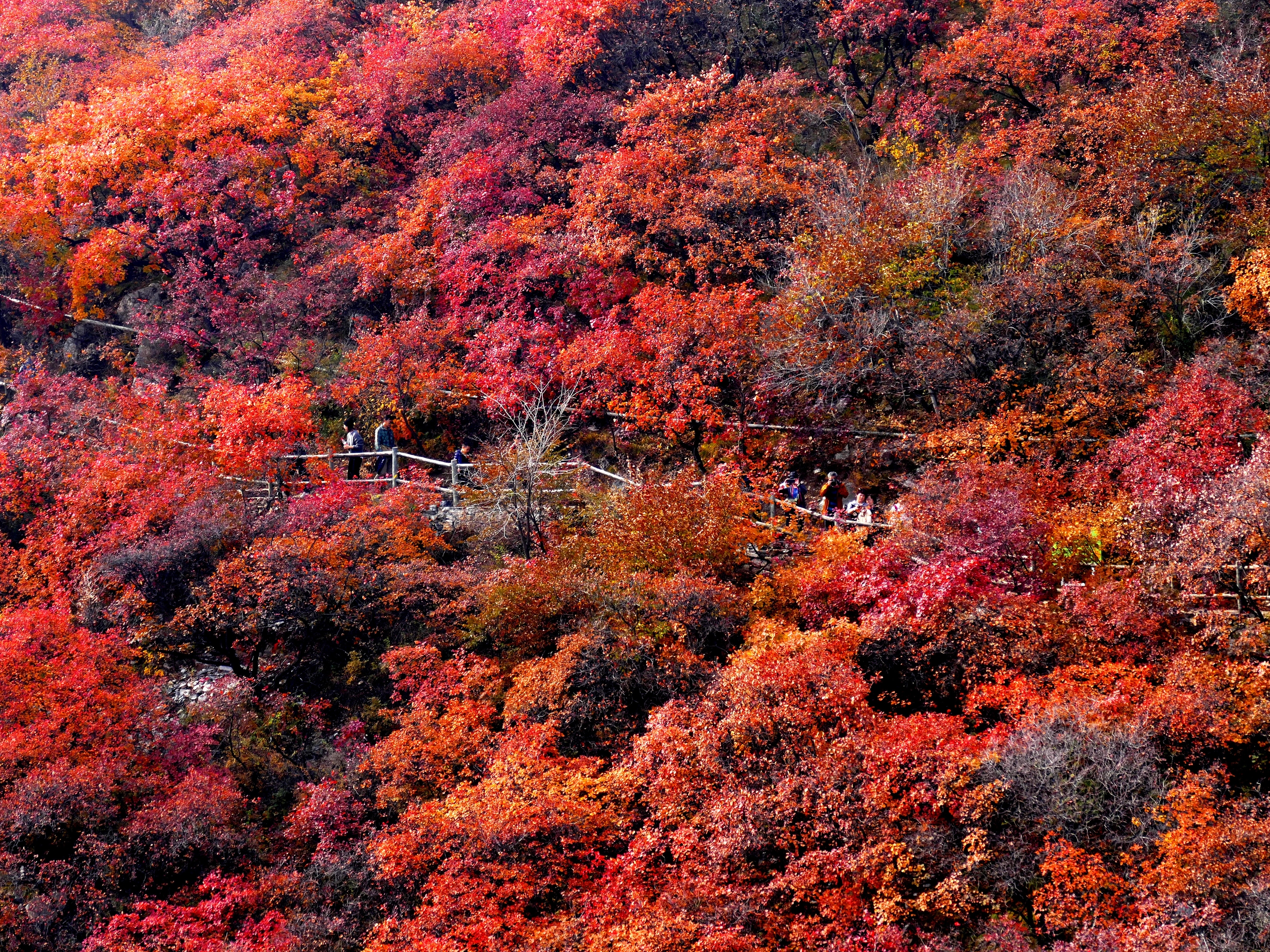 A file photo shows red maple trees in autumn at the Pofengling scenic area in the Fangshan District of Beijing. /IC