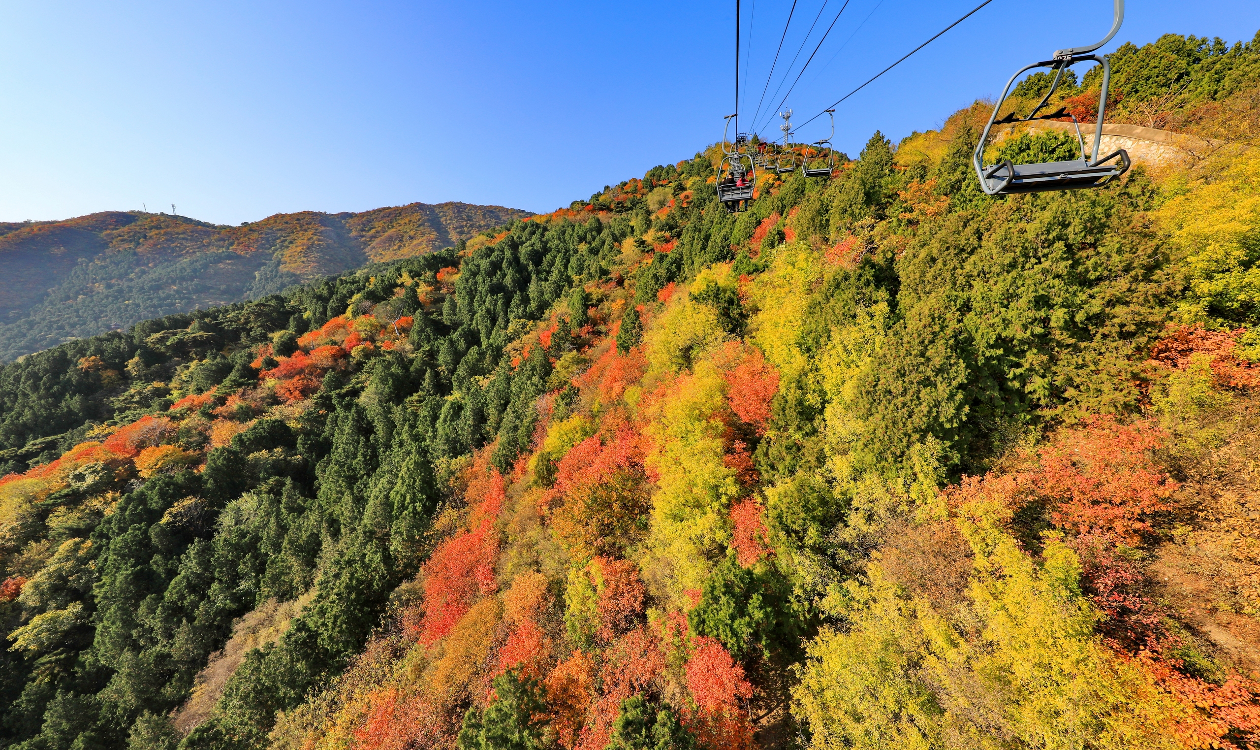 A file photo shows the vibrant autumn hues of smoke trees at Beijing's Xiangshan Park. /IC