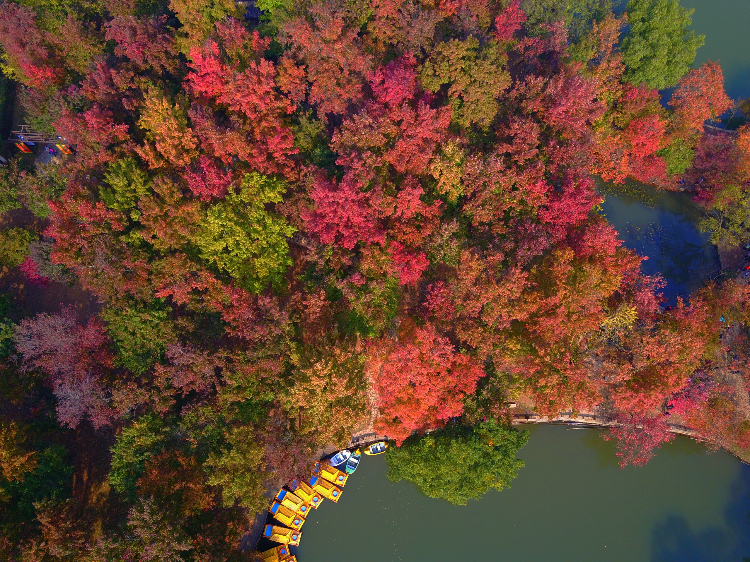 A file photo offers an aerial view of the red maple trees in autumn at Suzhou's Tianping Mountain. /IC