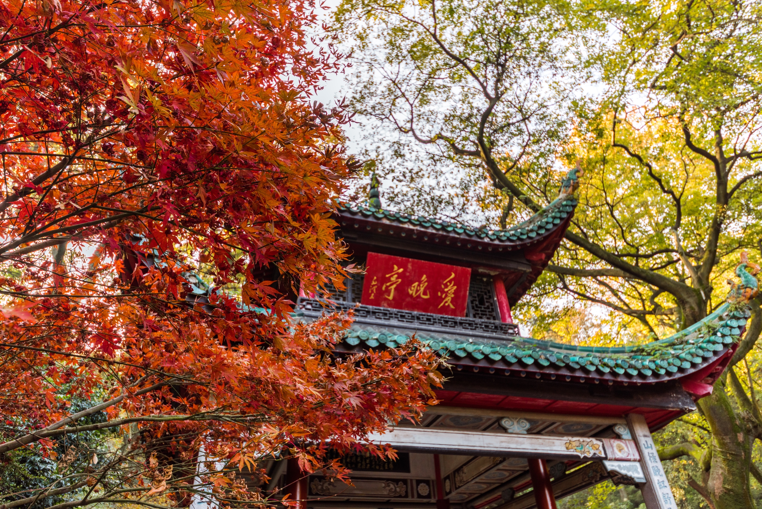 A file photo shows red maple trees in autumn at Changsha's Yuelu Mountain. /IC