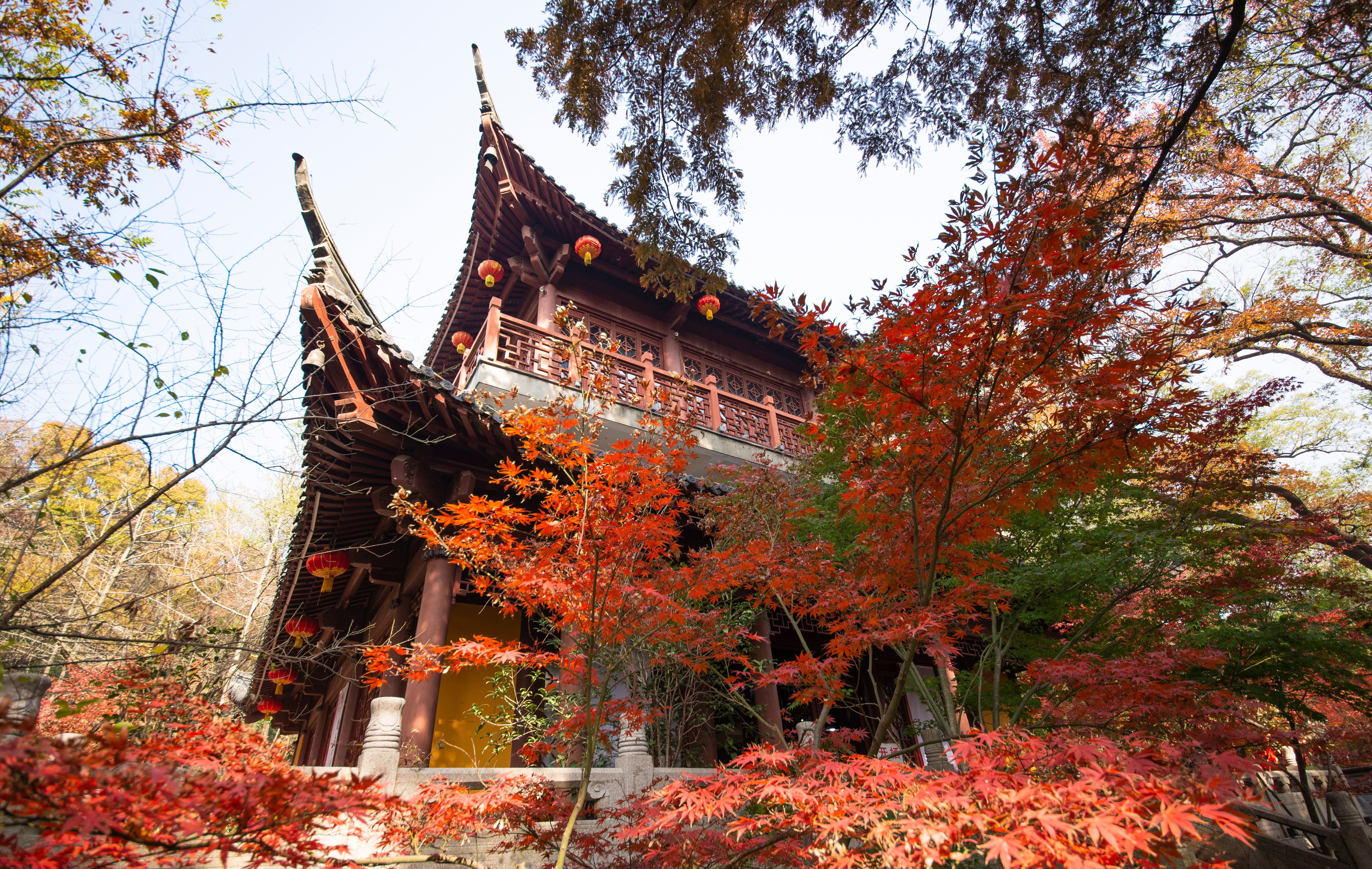 A file photo shows red maple trees in autumn at Nanjing's Qixia Mountain. /IC