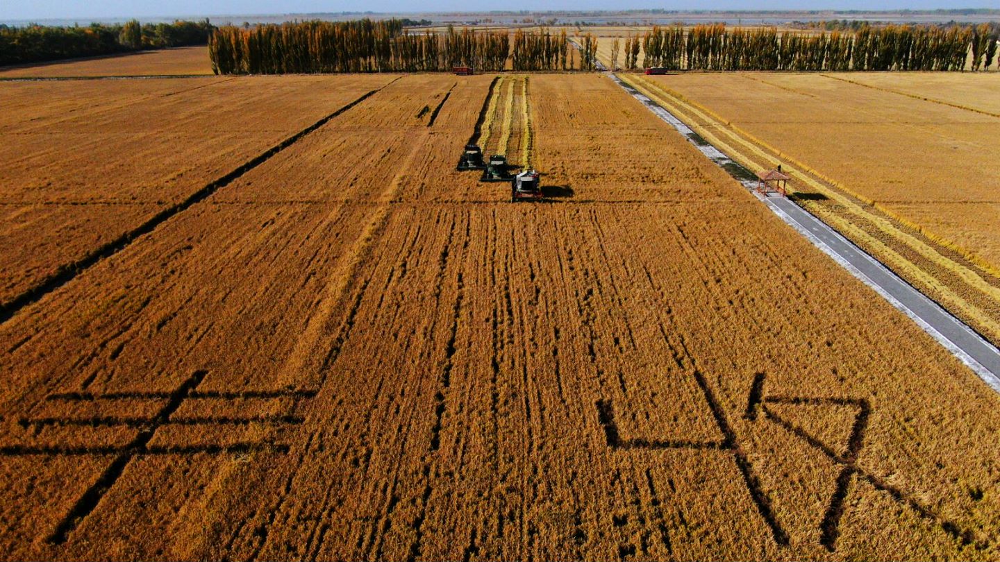 The rice planting base in A'lar is opening the sickle for harvest. /Photo provided by A'lar 