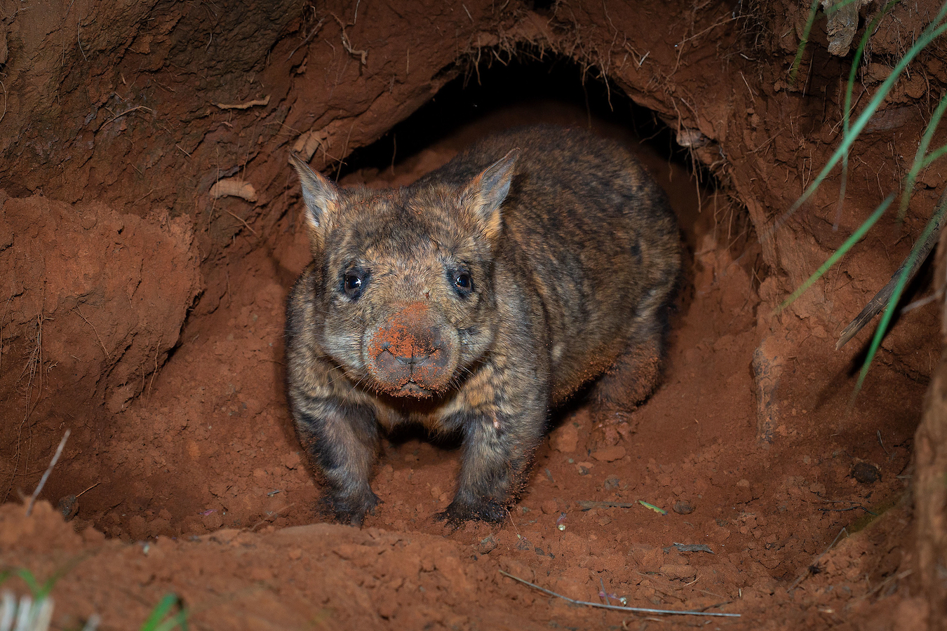 A critically endangered northern hairy-nosed wombat at the Richard Underwood Nature Refuge in southwest Queensland, Australia, September 3, 2024. /CFP