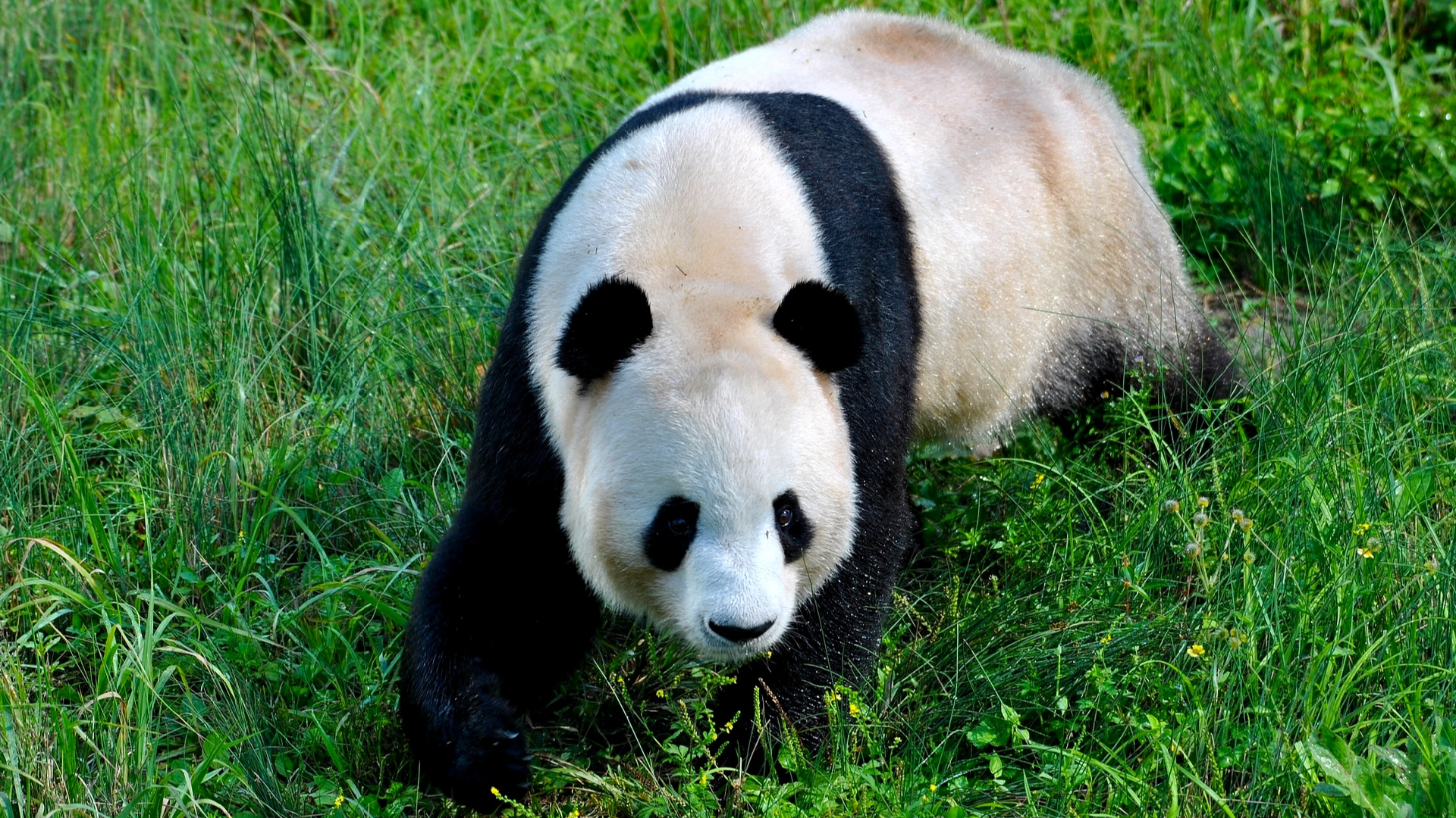 Giant Panda National Park: A haven for biodiversity