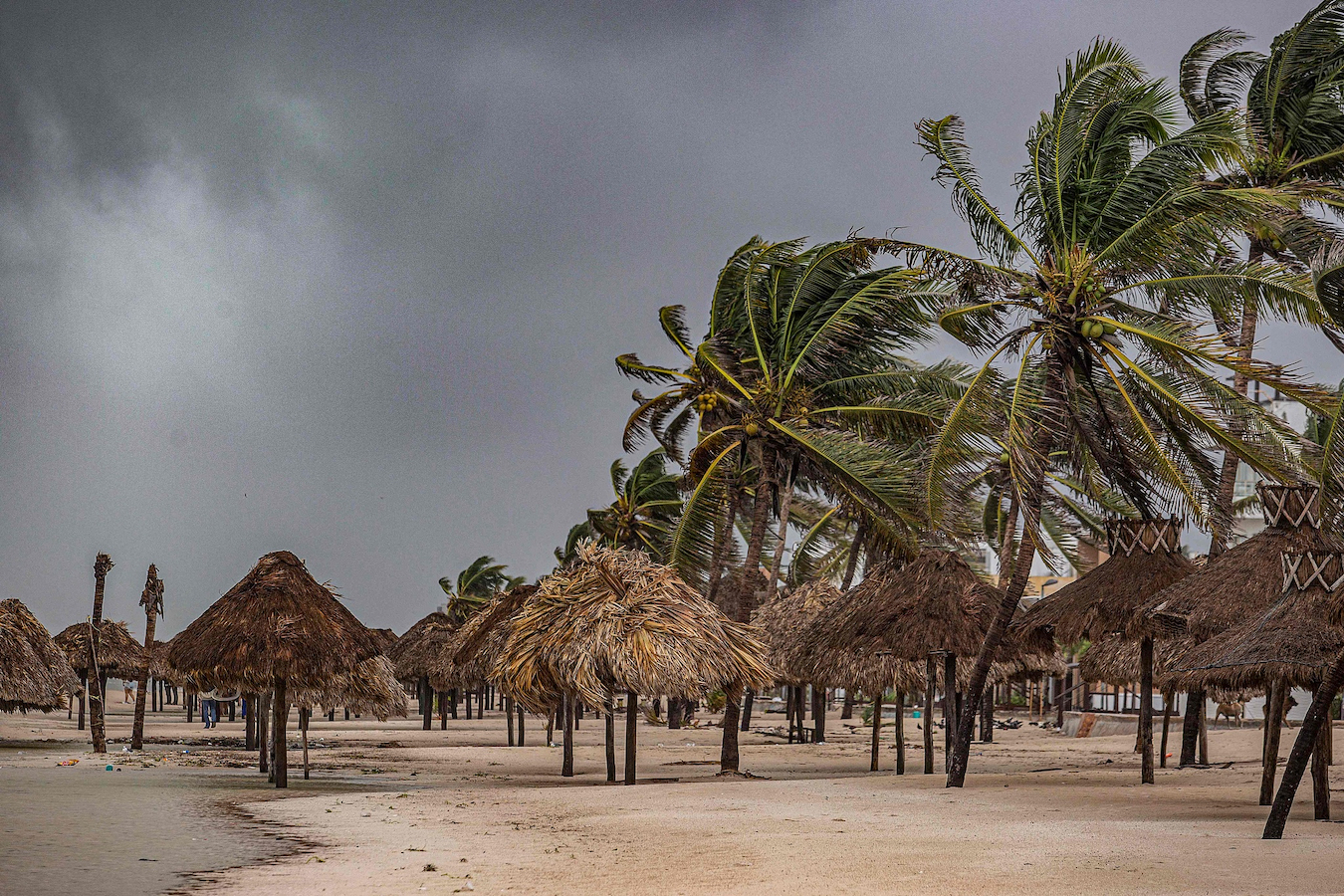 Palm trees hit by strong winds caused by Hurricane Milton in Puerto Progeso, Yucatan State, Mexico, October 8, 2024. /CFP