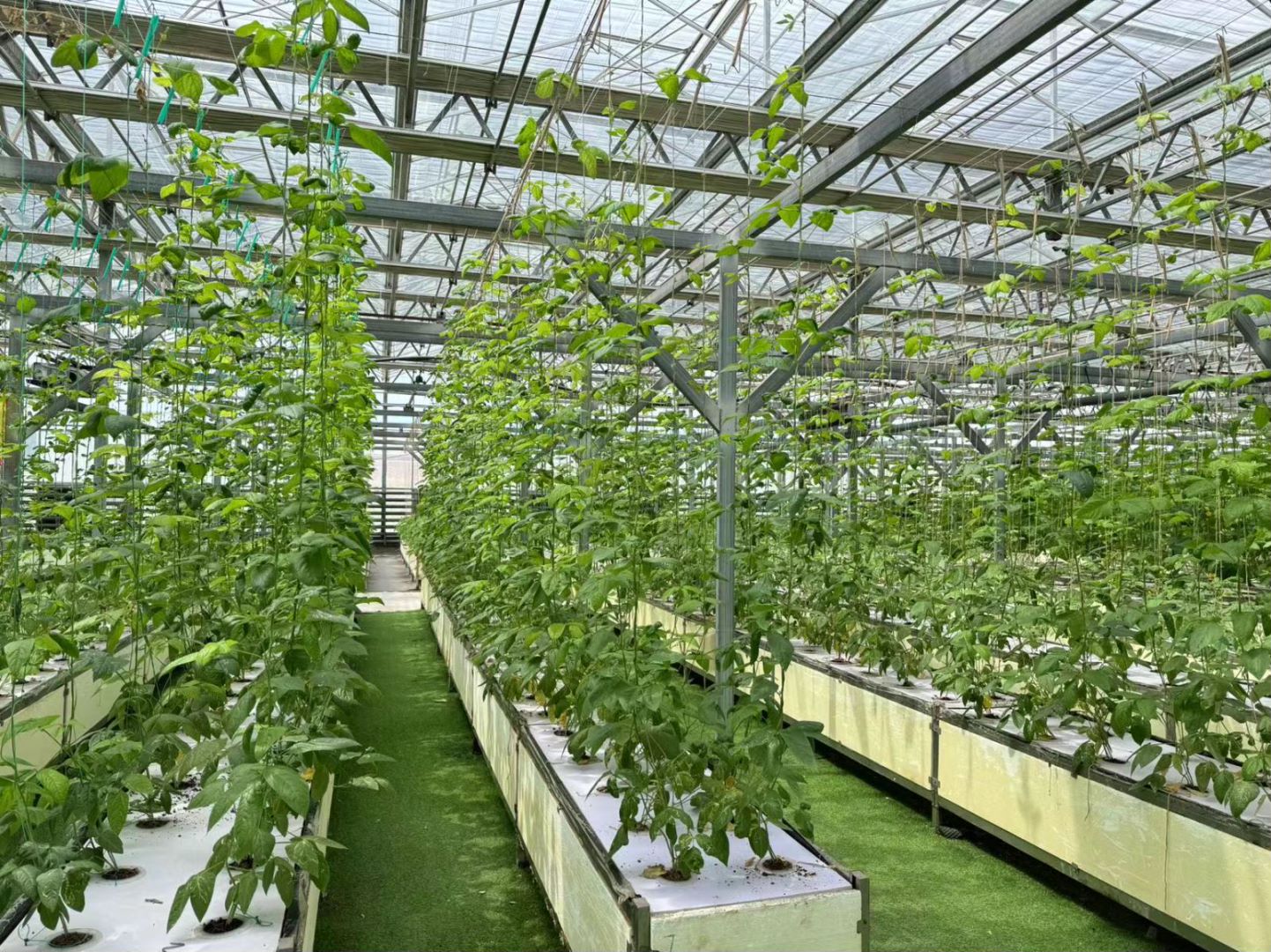 More than 100 varieties of tropical plants and 20 types of organic vegetables are grown across 9,000 square meters of smart greenhouses. /courtesy of Swan Homeland 