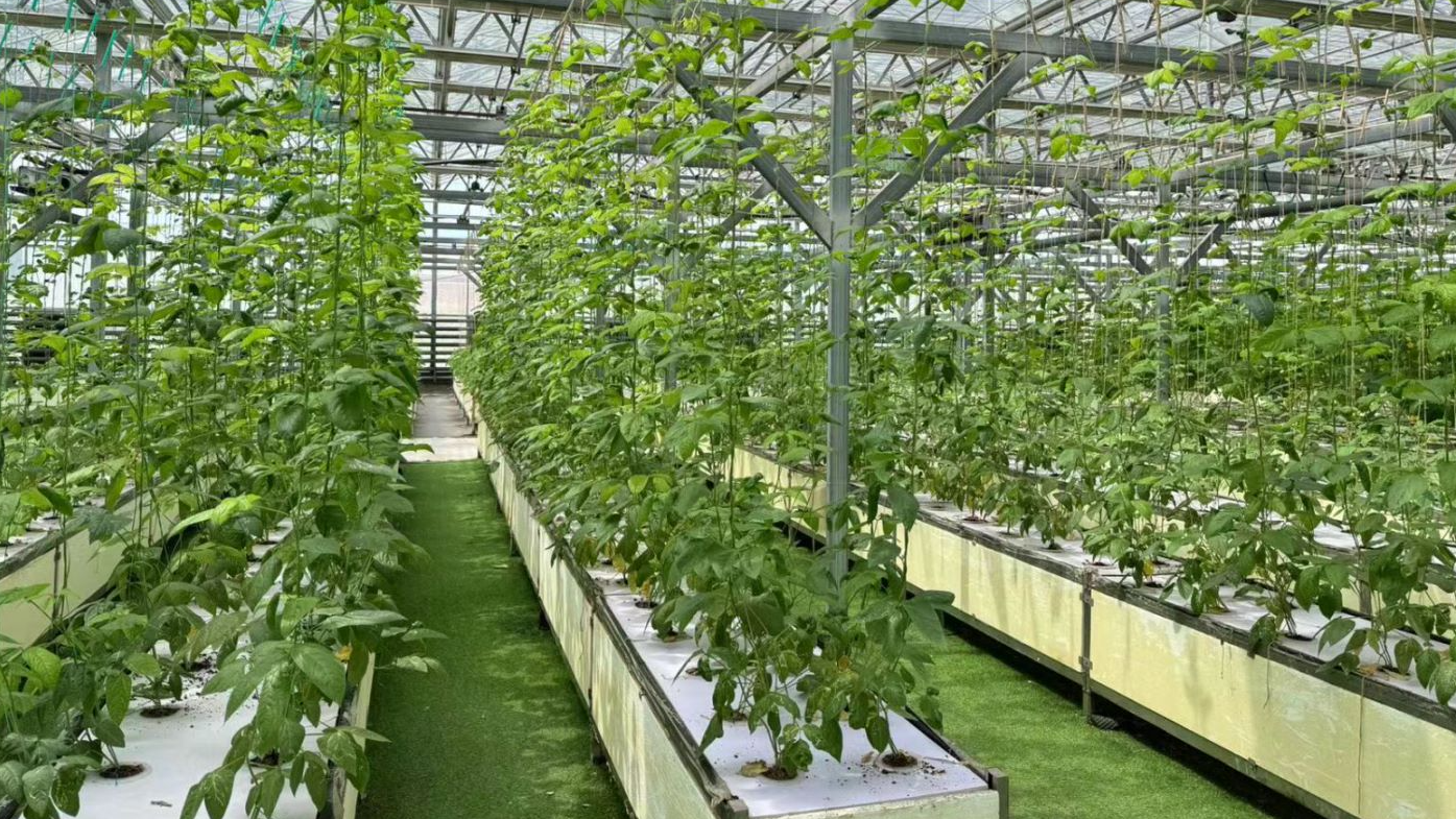 Ethnic heritage and modern agriculture transform rural Xinjiang