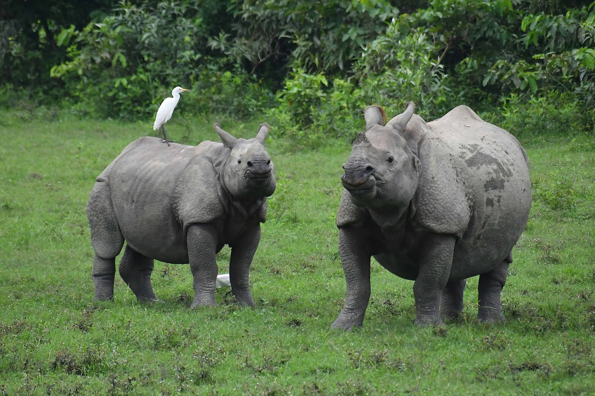 A one-horned rhinoceros with a calf grazes at Bagori range in Nagaon District, Assam, India, October 1, 2024. /CFP