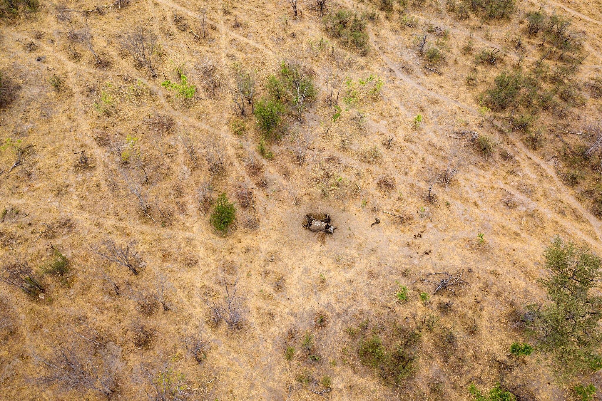 An aerial photograph of a carcass of an elephant that succumbed to drought in the Hwange National Park, Zimbabwe, November 12, 2019. /CFP