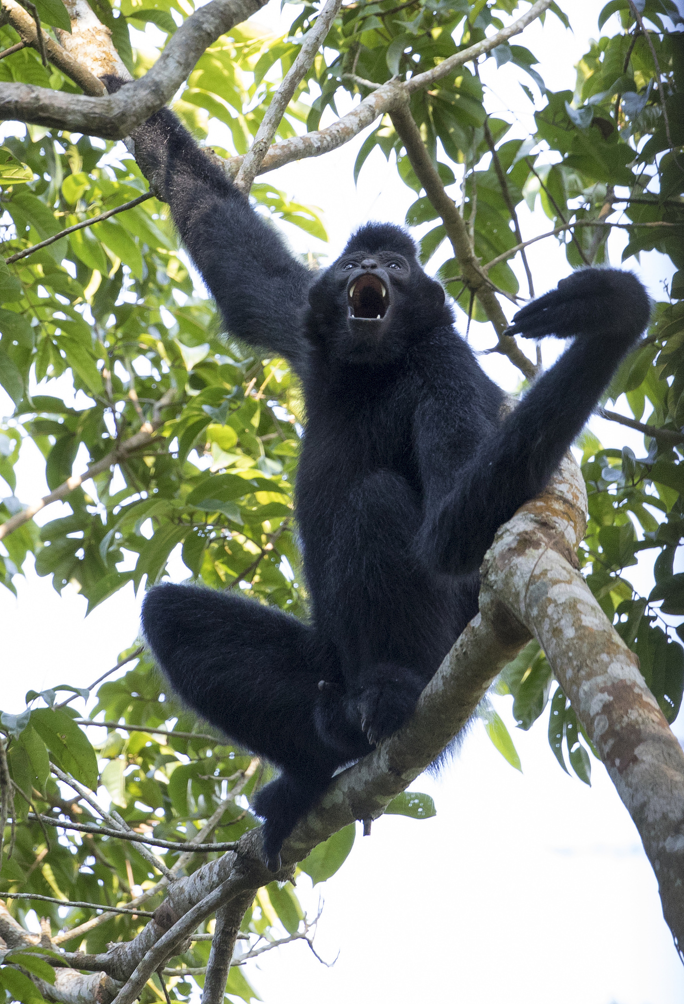 A file photo of a male Hainan gibbon in the Hainan Tropical Rainforest National Park /CFP