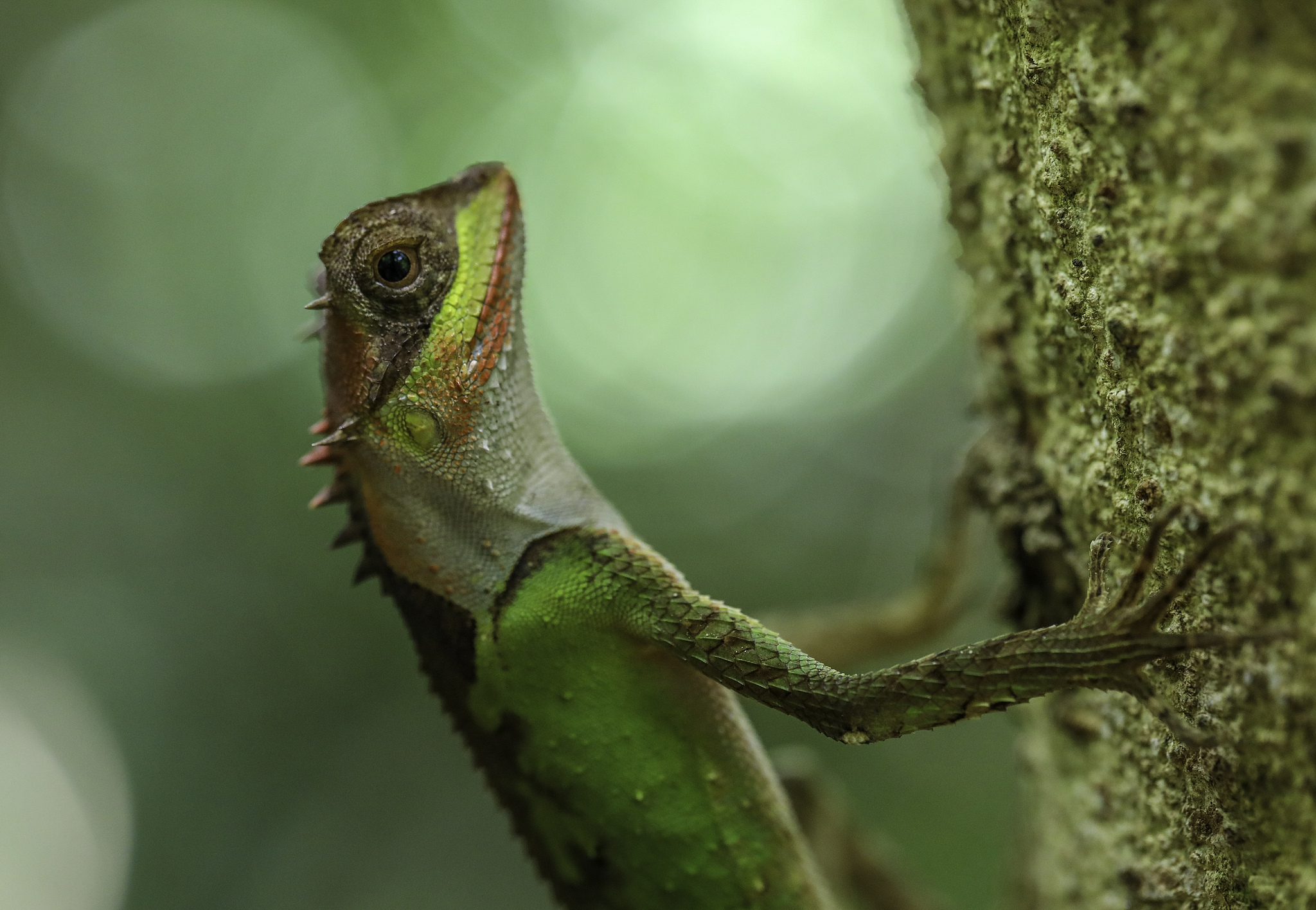 A file photo of a lizard (Acanthosaura lepidogaster) in the Hainan Tropical Rainforest National Park /CFP