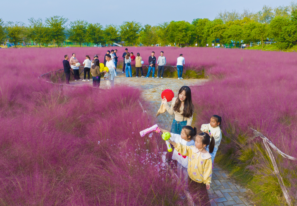 A vast expanse of pink muhly grass reaches full bloom in the magical town of Suqian, Jiangsu Province, October 11, 2024. /CFP