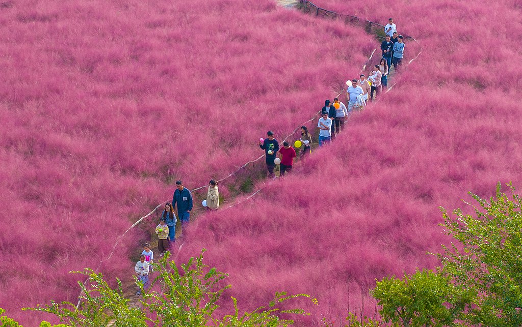 A vast expanse of pink muhly grass reaches full bloom in the magical town of Suqian, Jiangsu Province, October 11, 2024. /CFP