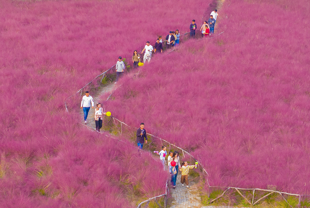 A vast expanse of pink muhly grass reaches full bloom in the magical town of Suqian, Jiangsu Province, October 11, 2024. /CFP