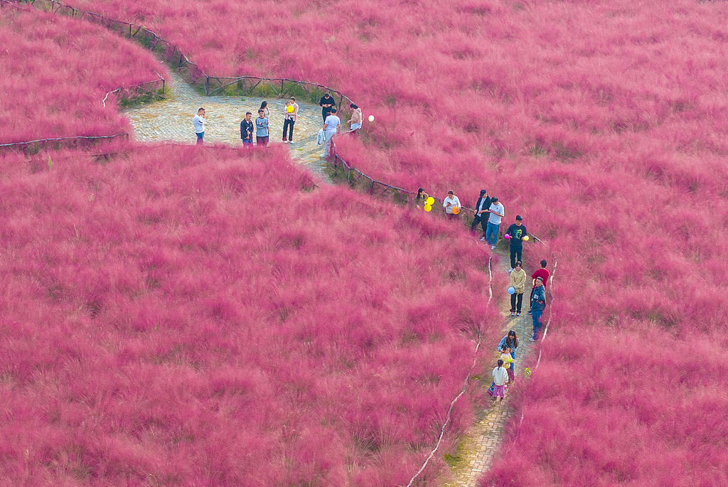 A vast expanse of pink muhly grass reaches full bloom in the magical town of Suqian, Jiangsu Province, October 11, 2024. /CFP