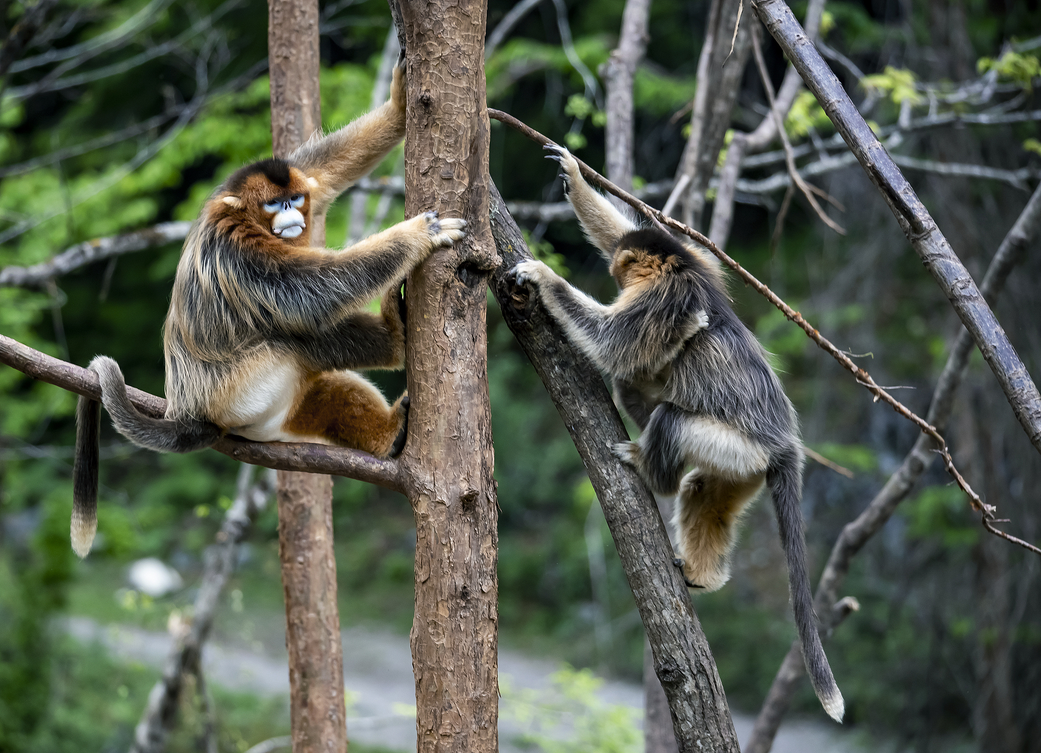 The golden snub-nosed monkeys play in trees in Baihe Nature Reserve of Jiuzhaigou County, southwest China's Sichuan Province, May 10, 2021. /CFP