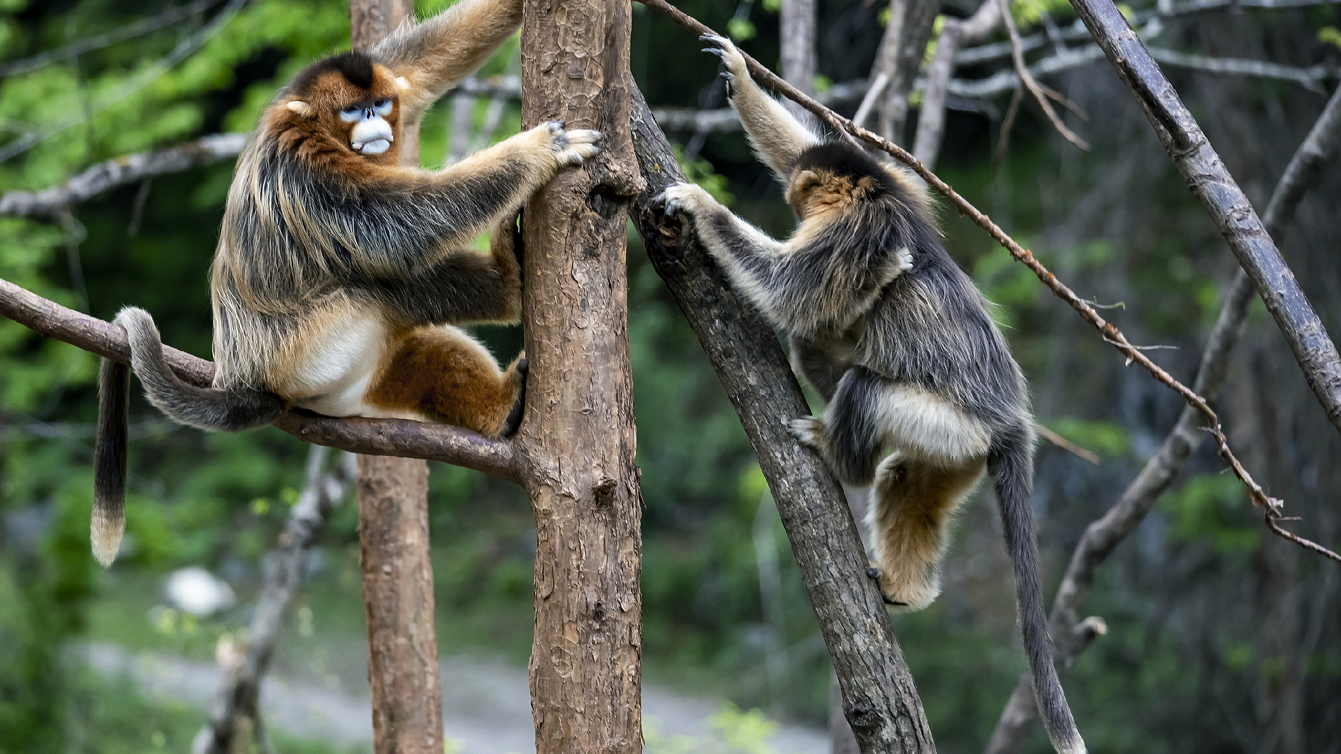 UN Tourism Organizes Photo Exhibition Showcasing China's Wildlife