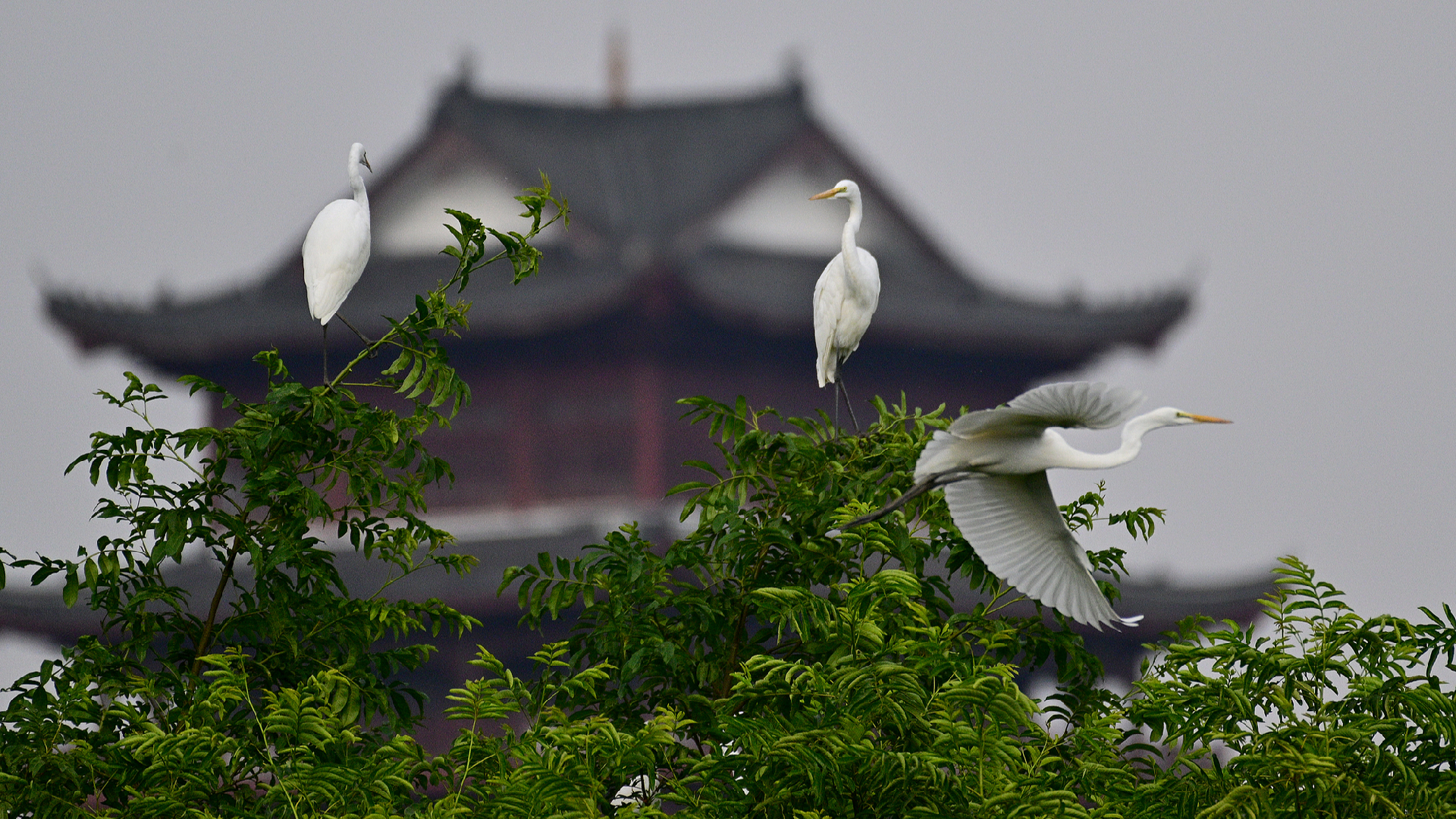 Campaigns to Safeguard Migratory Bird Routes Initiated by Chinese Provinces