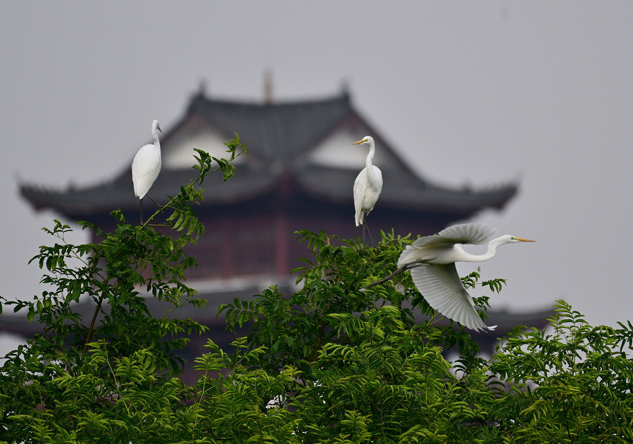 Flocks of migratory birds rest and forage on the banks of the Xinjiang River in Shangrao City, east China's Jiangxi Province, October 9, 2024. /CFP