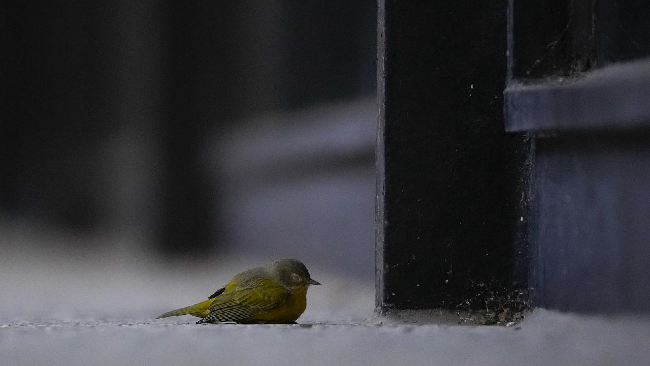 Advocates Address Dangers of Chicago Skyscrapers for Migrating Birds