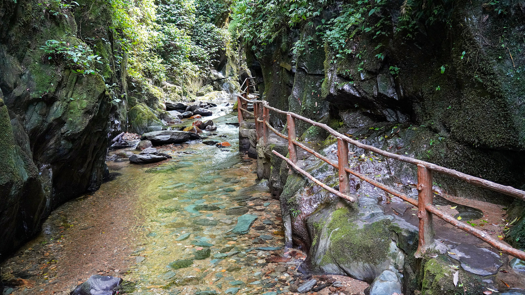 Live: Explore the alluring Ailao Mountains in SW China