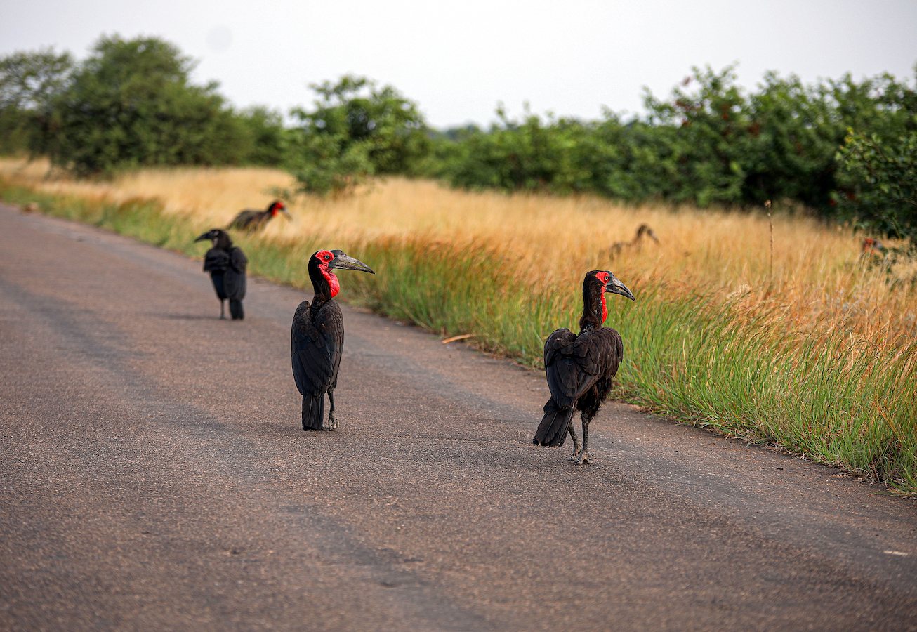 Southern ground hornbills at the Kruger National Park in Limpopo of South Africa, March 20, 2024. /CFP