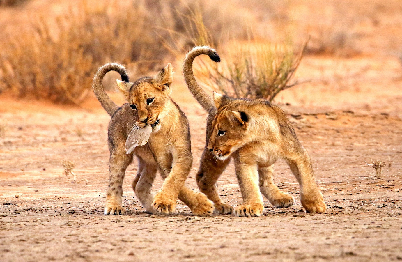 Lion cubs play with a rock in the Kalahari Desert in Southern Africa, August 14, 2024. /CFP