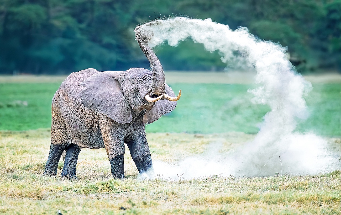 An elephant pictured in Amboseli National Park, Kenya, August 13, 2024. /CFP