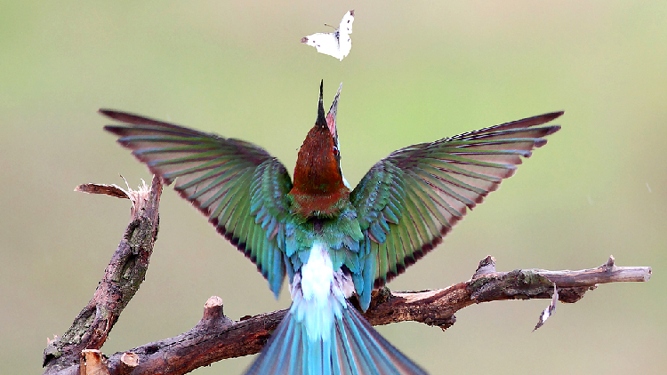 Global Decline in Insects Poses Threat to Birds, Highlighted on World Migratory Bird Day