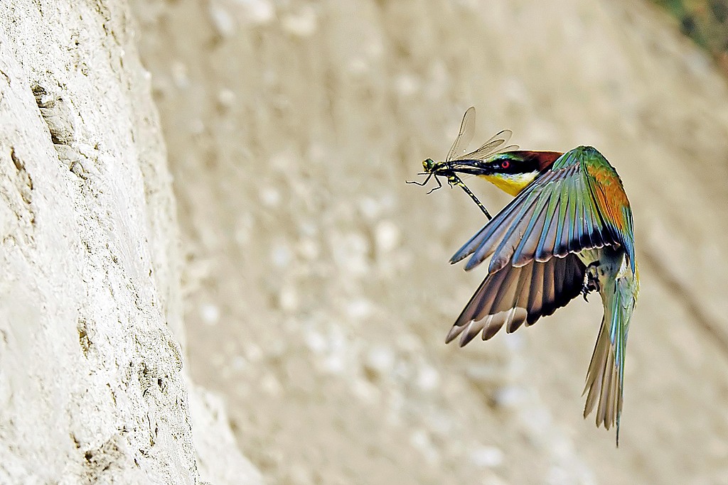 A European bee-eater feeds on a dragonfly. /CFP