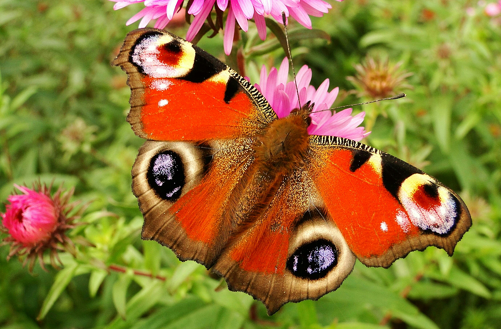 Butterflies and bees are among the insects whose population has been declining rapidly. /CFP