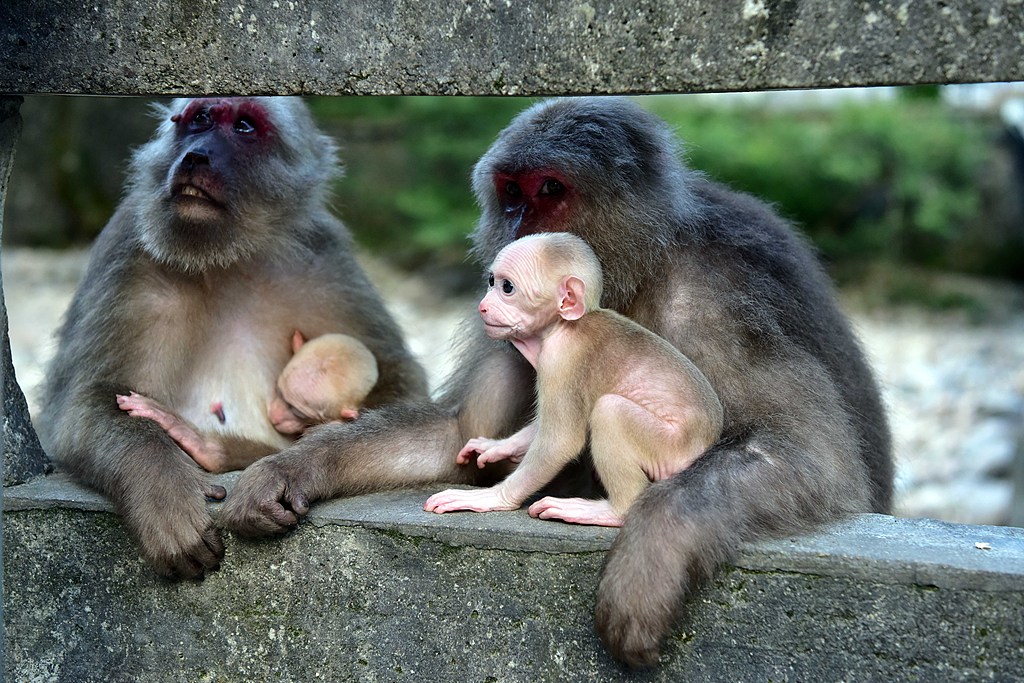 Animals are thriving at Wuyi Mountain National Park in Nanping, Fujian Province, July 4, 2024. /CFP