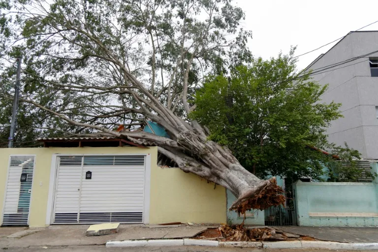 A tree felled by strong winds as heavy rain hits a Sao Paulo neighborhood, Brazil, October 12, 2024. /AFP