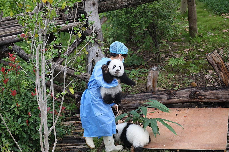 Giant panda cubs born earlier this year meet the public at the Chengdu Research Base of Giant Panda Breeding in Chengdu City, Sichuan Province on Oct. 12, 2024. /CFP