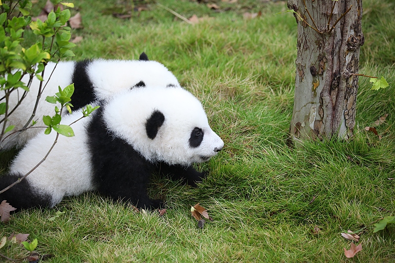 Giant panda cubs born earlier this year meet the public at the Chengdu Research Base of Giant Panda Breeding in Chengdu City, Sichuan Province on Oct. 12, 2024. /CFP