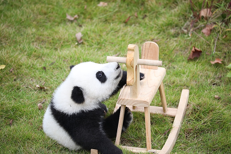 A giant panda cub born earlier this year meets the public at the Chengdu Research Base of Giant Panda Breeding in Chengdu City, Sichuan Province on Oct. 12, 2024. /CFP