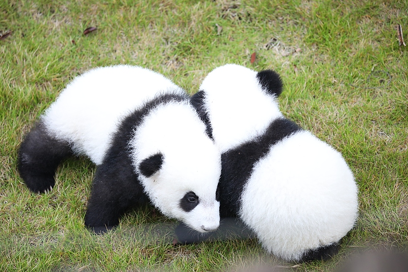 Giant panda cubs born earlier this year meet the public at the Chengdu Research Base of Giant Panda Breeding in Chengdu City, Sichuan Province on Oct. 12, 2024. /CFP