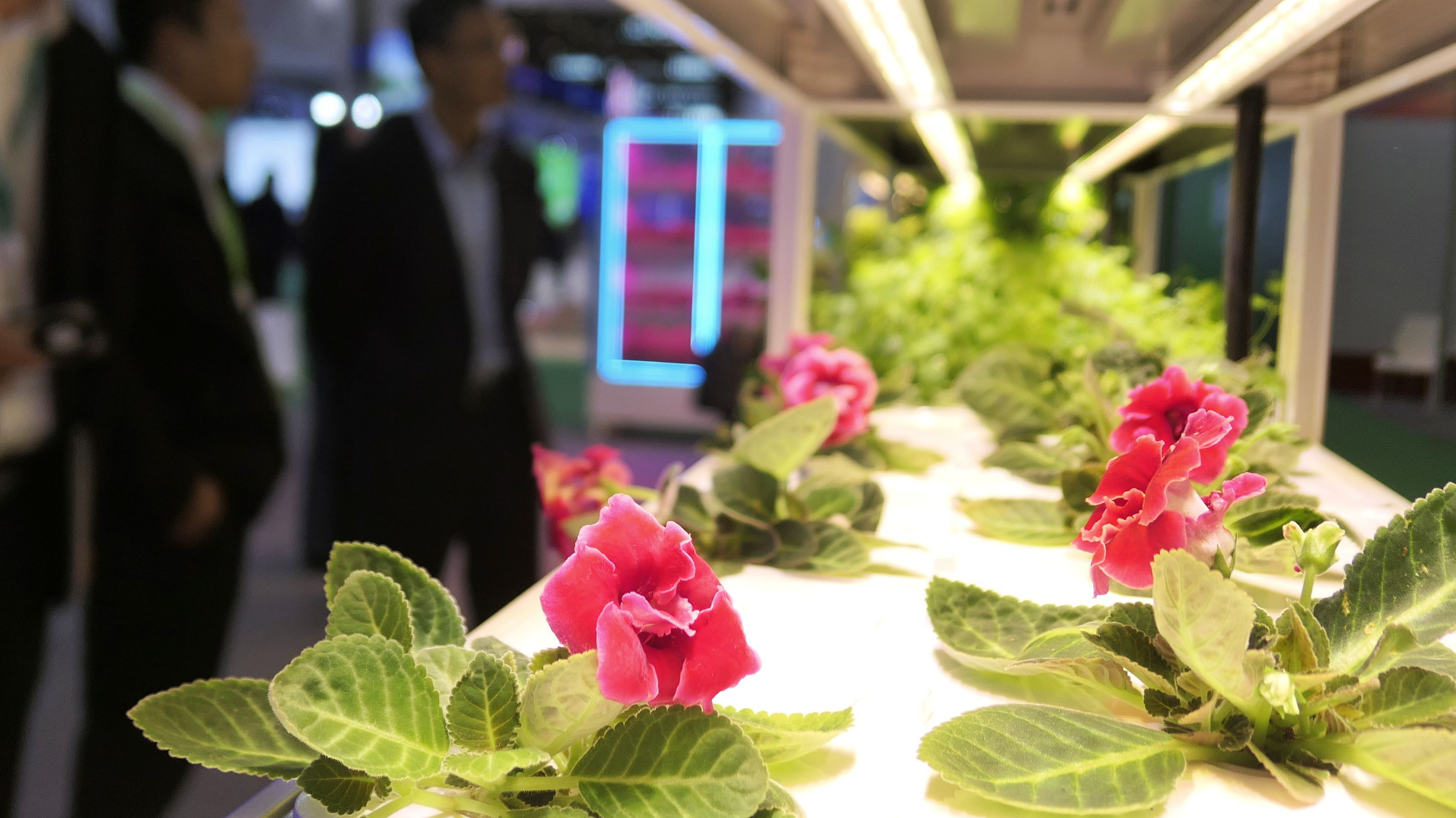 Visitors look at plants displayed at the 2024 World Agrifood Innovation Conference in Beijing, China, October 11, 2024. /CFP