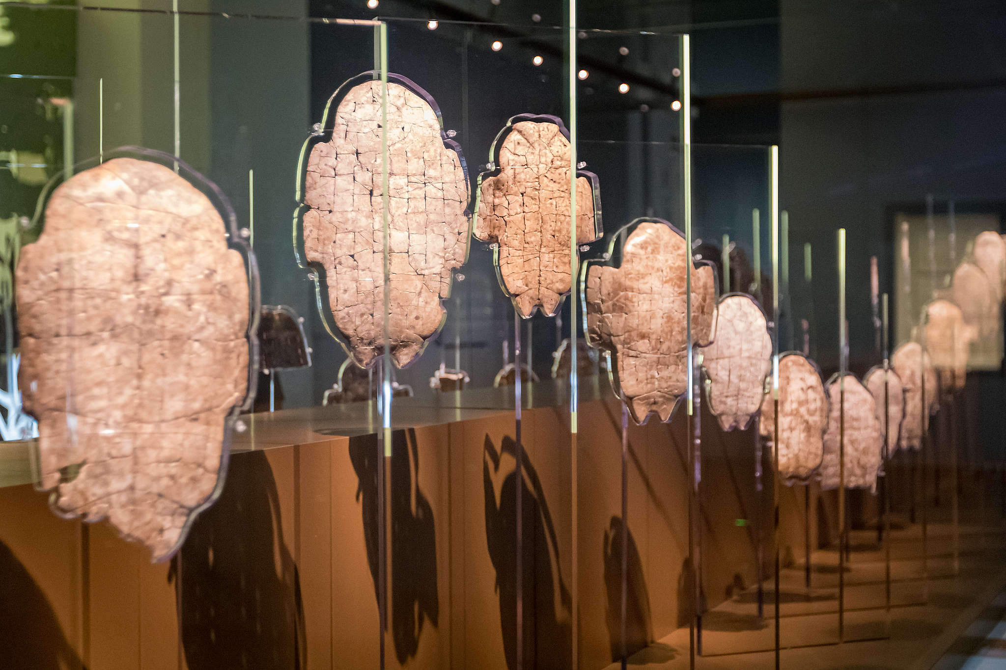 Oracle bones are displayed at the Yinxu Museum in Anyang, Henan Province. /CFP