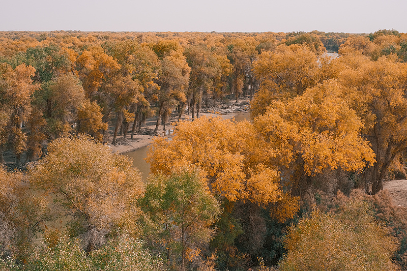 Desert poplar trees turn gold in autumn at a local forest park in northwest China's Xinjiang Uygur Autonomous Region, October 14, 2024. /CFP