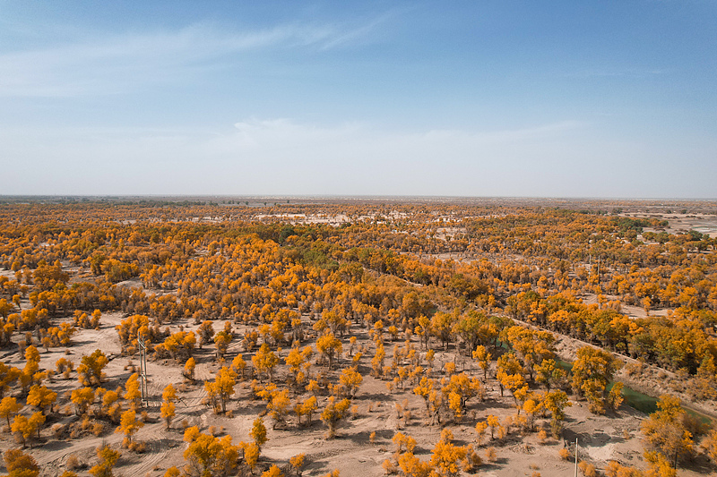 Desert poplar trees turn gold in autumn at a local forest park in northwest China's Xinjiang Uygur Autonomous Region, October 14, 2024. /CFP