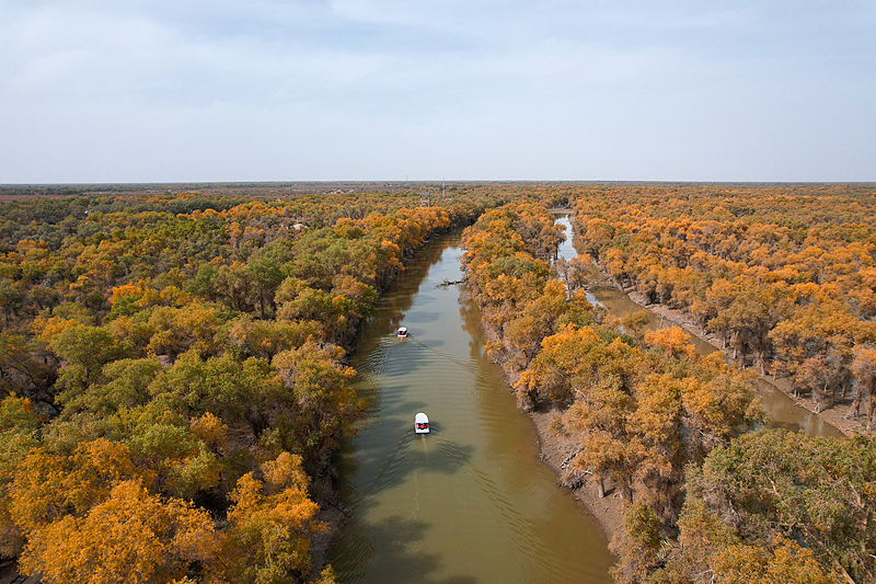 Desert poplar trees turn gold in autumn at a local forest park in northwest China's Xinjiang Uygur Autonomous Region, October 14, 2024. /CFP