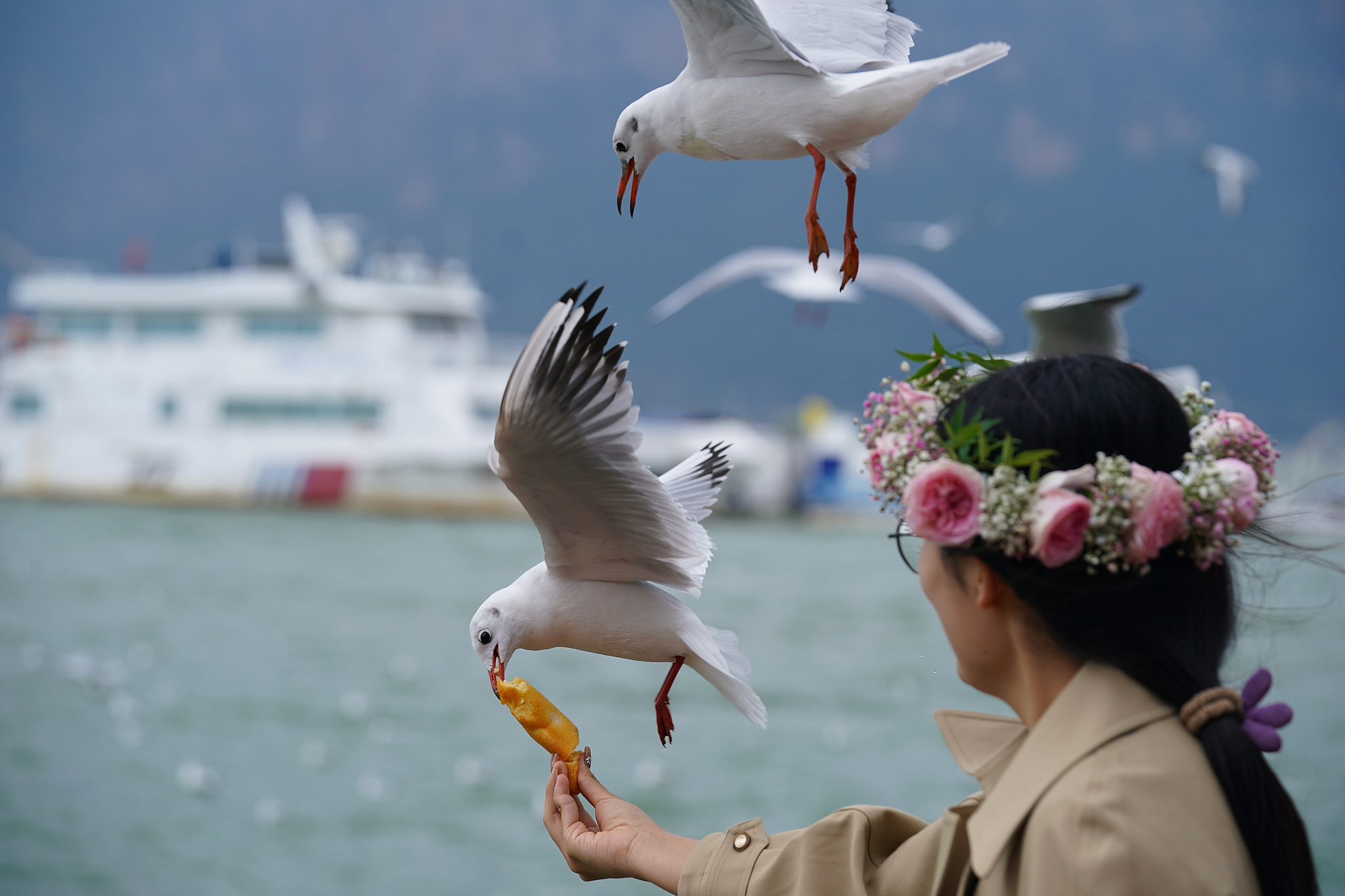 Black-headed gulls are spotted feeding directly from a visitor's hand in Yunnan. /CFP